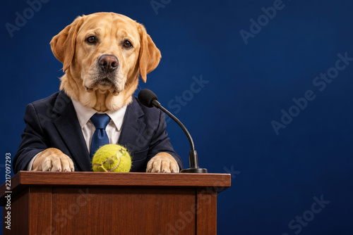 Labrador in suit stands at podium with microphone and tennis ball. Space for text.
