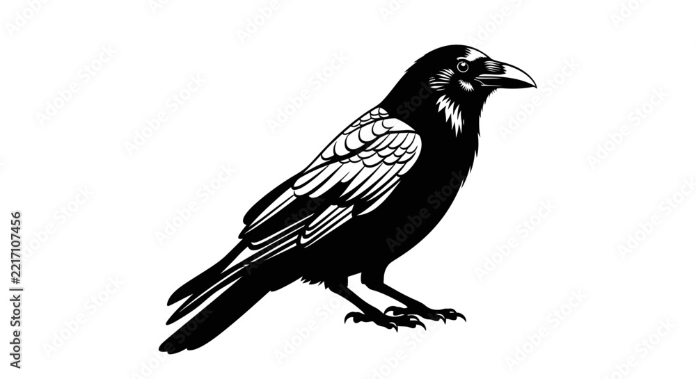 Fototapeta premium Black and white vector illustration of a crow or raven bird isolated on a white background.