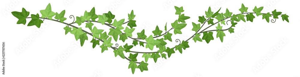 Fototapeta premium Liana green border. Decorative ivy horizontal divider