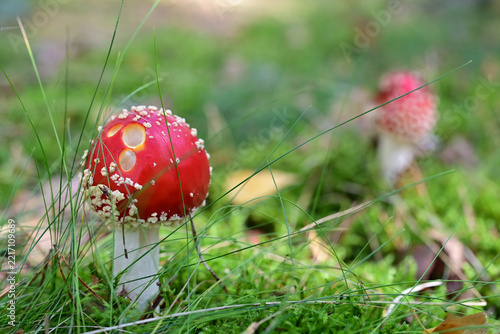 Close up of red fly agaric mushroom Amanita muscaria in forest moss