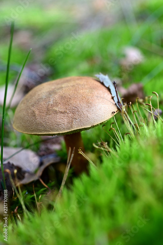 Wild bolete mushroom Xerocomellus growing in green moss in forest close up