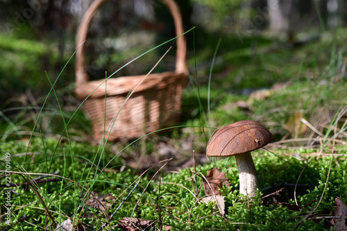 Mushroom foraging hobby in forest with birch bolete and wicker basket