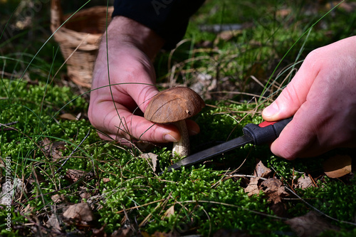 Hands of mushroom picker cutting wild bolete with knife in forest