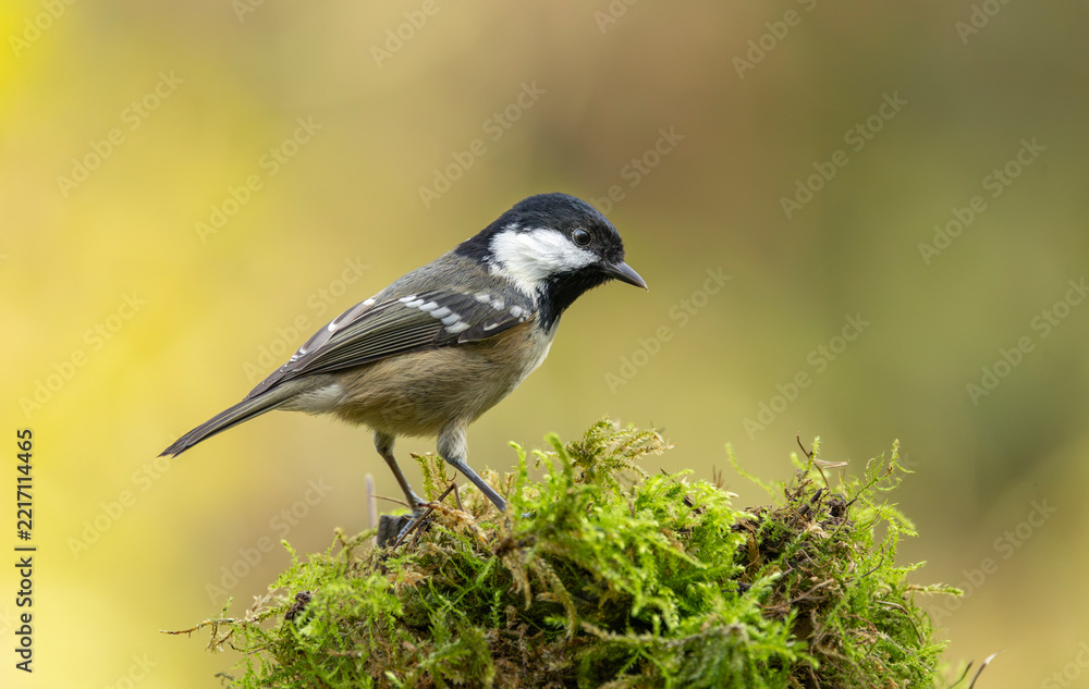 Obraz premium Coal Tit Bird Perched On Mossy Log In Soft Autumn Light – Forest Wildlife Portrait