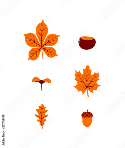 Autumn leaves and fruits vector set. Collection of isolated fall elements including maple, oak and chestnut leaves, acorn, chestnut, maple seed on white background.