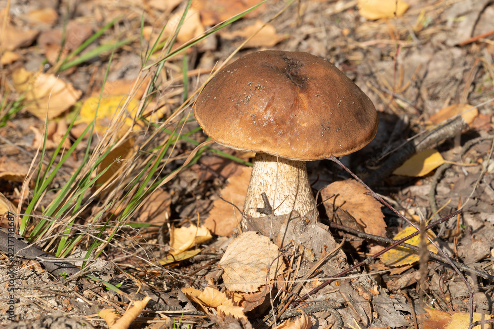 Fototapeta premium Wild birch bolete (Leccinum scabrum) mushroom growing in its natural habitat among grass, twigs, and autumn leaves.
