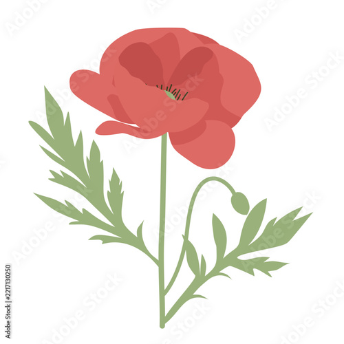 Red Poppy Flower in flat Style, Perfect for natural theme.