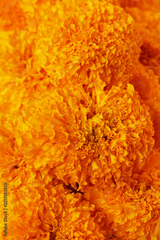 Fototapeta premium Golden marigolds are beautiful ornamental flowers used for worship and herbal