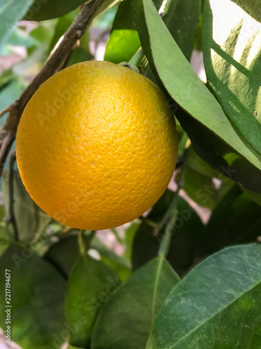 Ripe orange hanging among green leaves