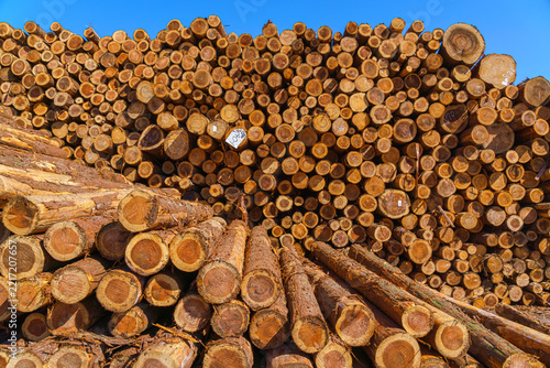 Yatsushiro, Kumamoto Pref, Japan - Oct 9 2024, A panoramic view of stacked logs and lumber showing end-cuts of wood prepared for transport, without people, at daytime, Yatsushiro, Japan