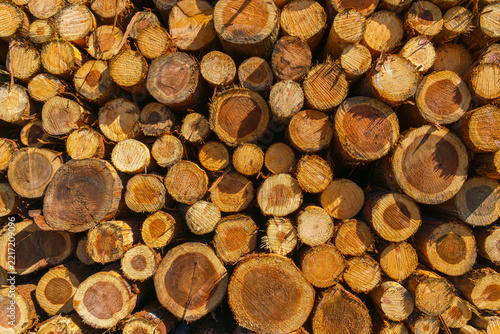 Yatsushiro, Kumamoto Pref, Japan - Oct 9 2024, A panoramic view of stacked logs and lumber showing end-cuts of wood prepared for transport, without people, at daytime, Yatsushiro, Japan