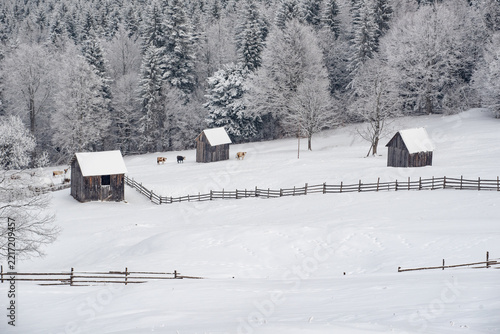 View of traditional wooden barns in a snow-covered field with cows grazing near a wooden fence, backed by a dense winter forest in Moldovita, Suceava County, Romania.