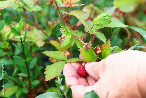 Ripe wild organic raspberry fruit ready to be harvested with man's hand picking for the harvest for healthy food eating