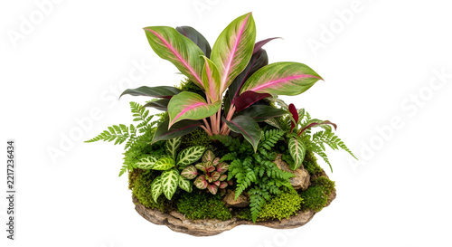 Lush indoor tropical plant arrangement featuring vibrant foliage and moss on a decorative stone base isolated on a transparent background