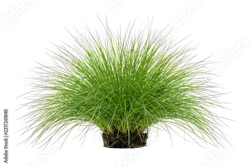 Lush green ornamental grass bush isolated with exposed roots on transparent background