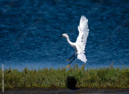 Snowy egret landing near a marsh on the pacific ocean. Bolsa Chica