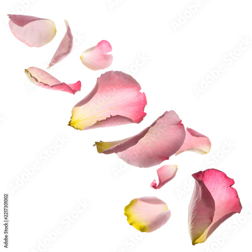 Pink rose petals floating isolated design element