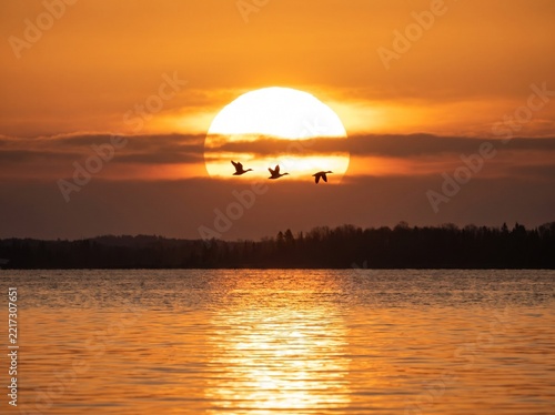 Three wild geese flying across the sunset above a calm water surface with wildlife reflection silhouette migration atmosphere peaceful landscape