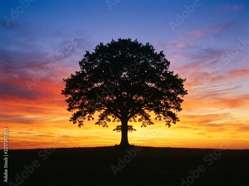 Silhouette of a large solitary tree against a sunset sky with silhouette sunlight colorful landscape solitary dramatic atmospheric background outdoors twilight majestic