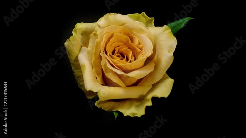 Beautiful rose flower blooming time lapse isolated on black background.