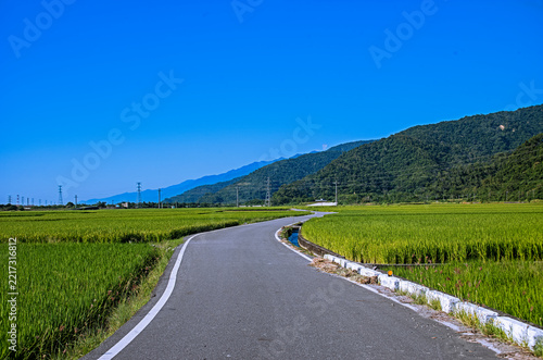 Winding road through lush rice fieldsin in Hualien,Taiwan  