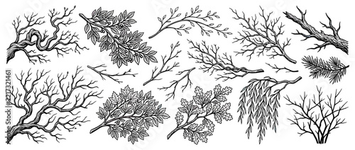 Collection of Hand-Drawn Tree Branches Isolated on White