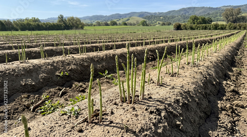 rows of vines in vineyard