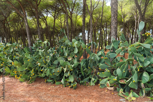 Forest with prickly pear cactus and pine trees, green foliage, Southern Italy countryside scene. Lush opuntia plants with green pads, sharp golden spines and with orange red fruits