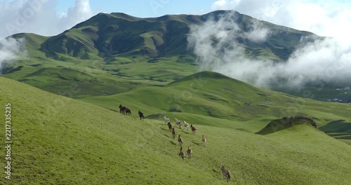 Badimalika region. Bajura, Nepal, Aerial shot of a herd of horses running across lush green alpine pasture slopes in Triveni Patan grassland with misty mountain peaks in the background.