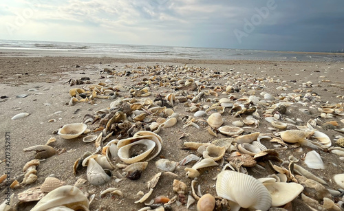 shells on the beach