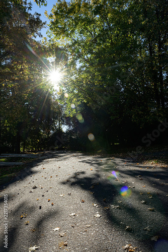 Sunlight pierces through tall green trees