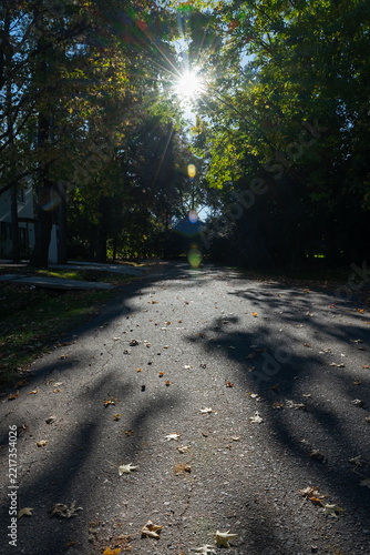 Sunlight breaks through autumn trees