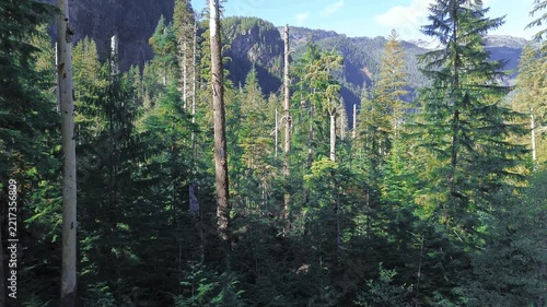 Aerial view of pine tree forest in the wilderness of Mount Baker-Snoqualmie National Forest, Washington.