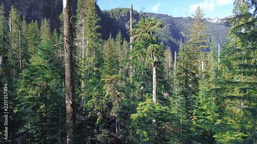 Aerial view of pine tree forest in the wilderness of Mount Baker-Snoqualmie National Forest, Washington.