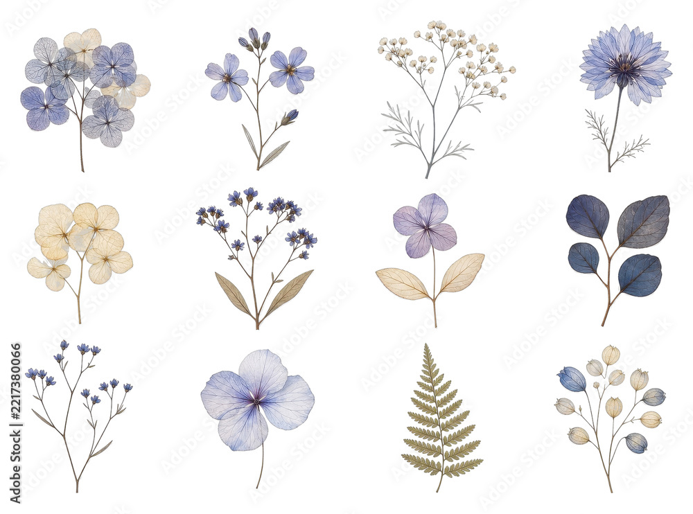 Fototapeta premium PNG Delicate dried flowers and botanical watercolor clipart set