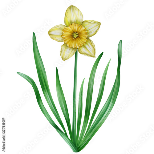 Single, elegant daffodil with yellow trumpet and white petals, surrounded by green leaves