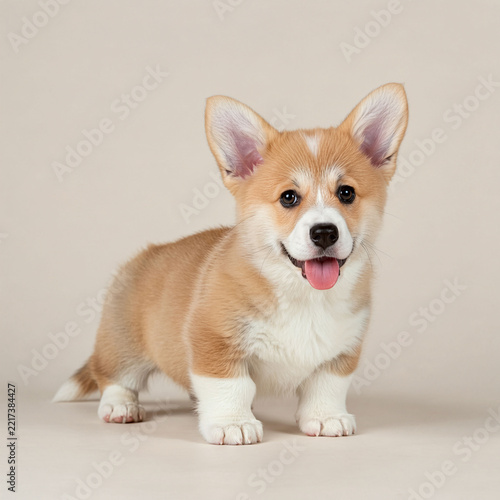 강아지