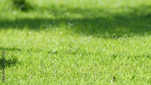 Sunlit Green Grass Blades Swaying Gently with Soft Bokeh Background