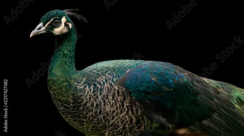 A majestic peacock with iridescent green and blue feathers stands poised against a stark black background  showcasing its elegant profile