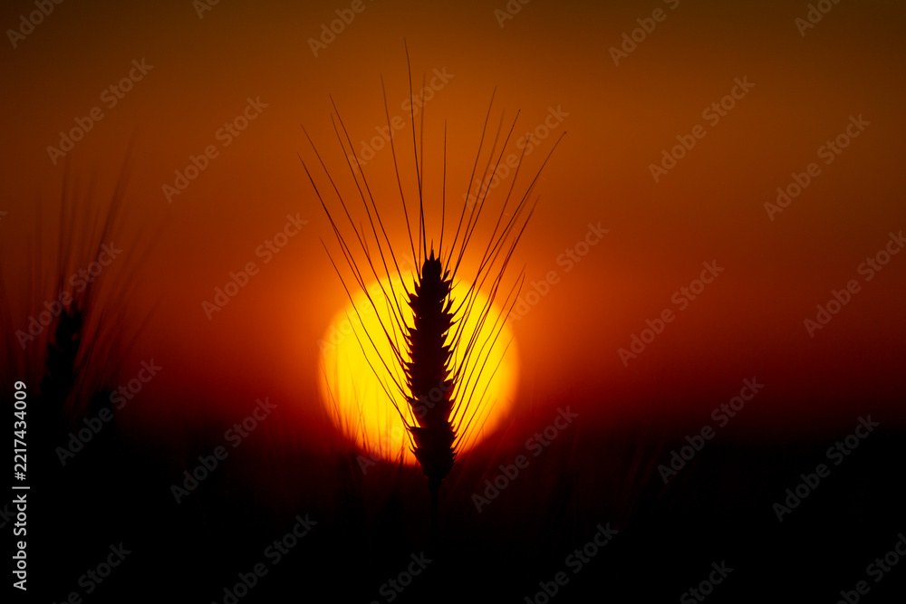 Fototapeta premium Field with wheat ears. Field in golden sunlight. Rural field at sunset. Agricultural field with crop.
