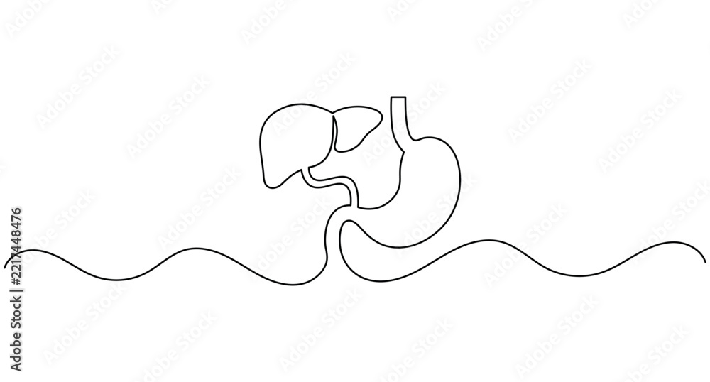 Obraz premium Liver and stomach anatomy continuous one line drawing minimalist digestive system organ editable stroke vector illustration