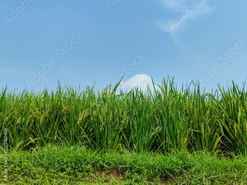 Rice Field with Blue Cloudy Sky, Low Angle View with a Negative Space on Top Side.