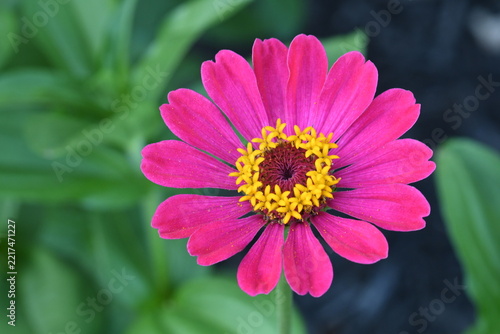 Beautiful Zinnia pink with yellow stamen