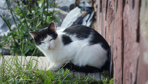 Black and white cat sitting beside a stone wall. Cat portrait. Green grass, peaceful outdoor scene