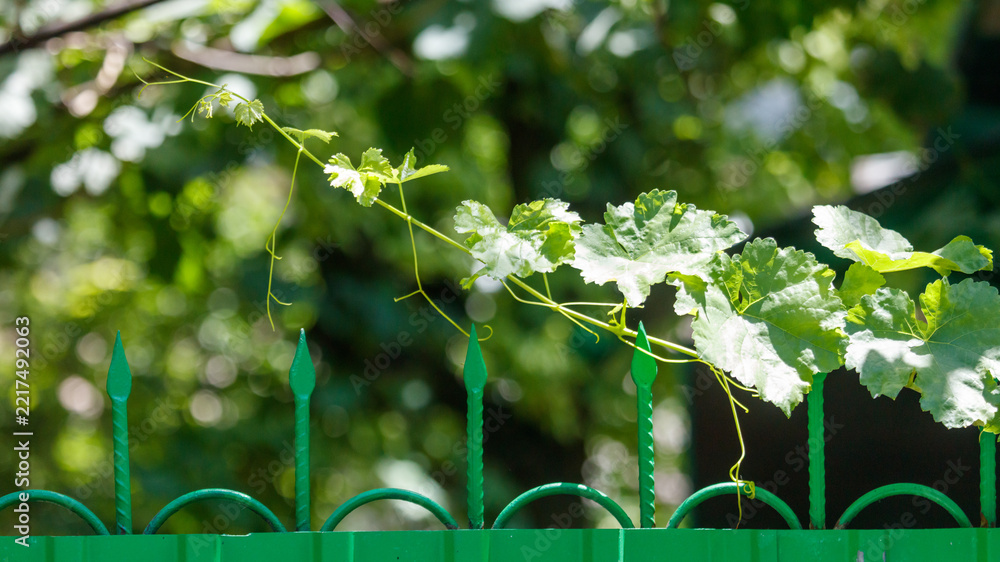 Fototapeta premium Vine climbs green metal fence