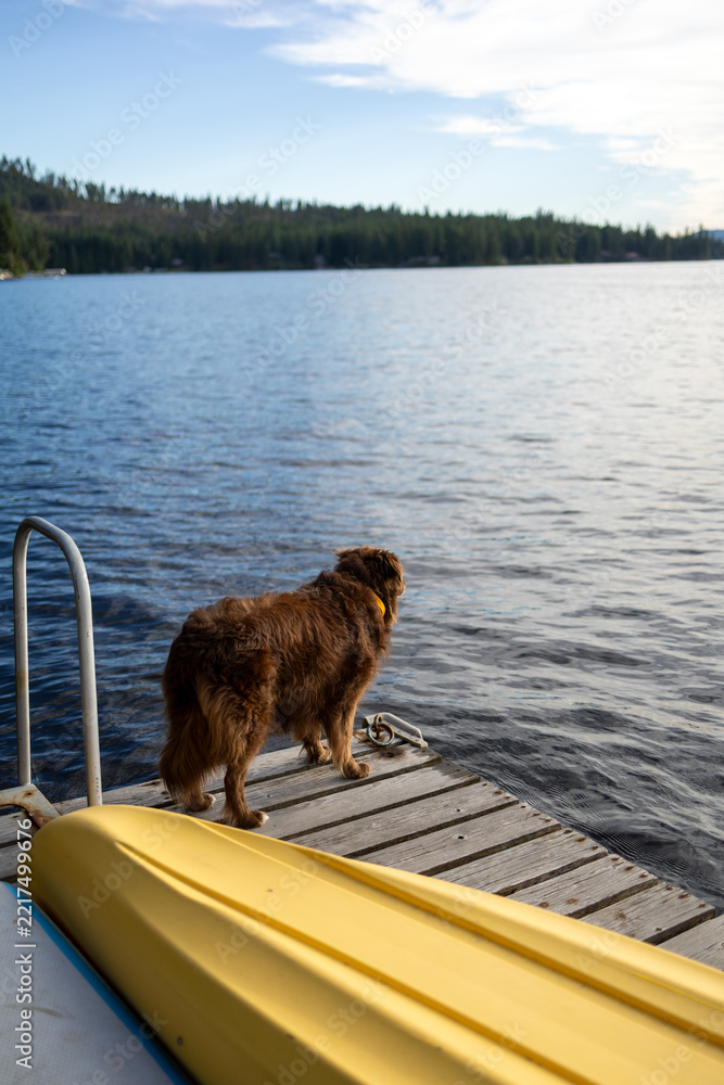 Fototapeta premium A fluffy brown dog stands on a wooden dock by a lake