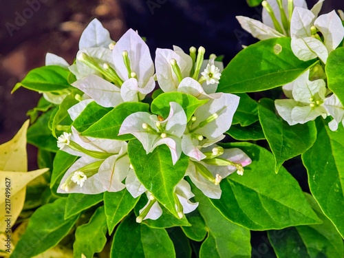 white flowers