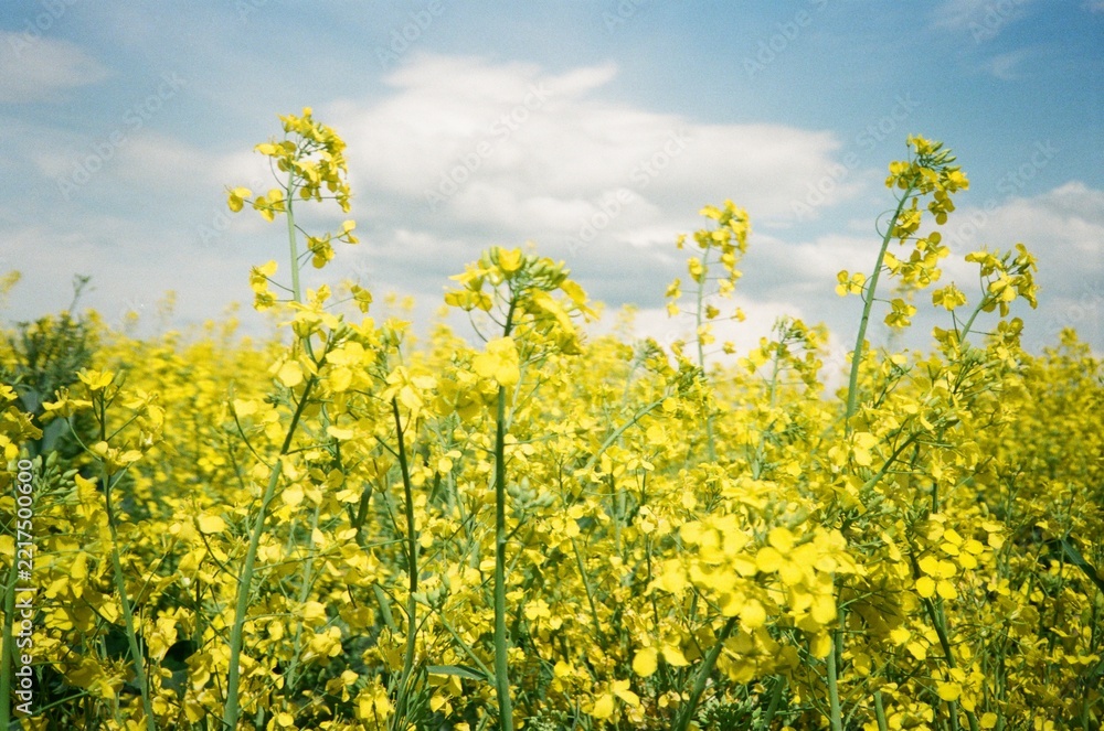 Fototapeta premium Field of yellow flowers under a cloudy sky during daytime Analog Film