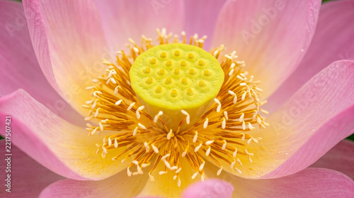 Close-up of a beautiful pink lotus flower in full bloom