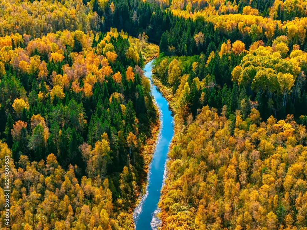 Fototapeta premium Aerial view of a winding river surrounded by vibrant autumn foliage in a dense forest
